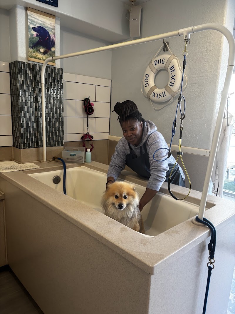 Dog Beach Dog Wash — photo 4