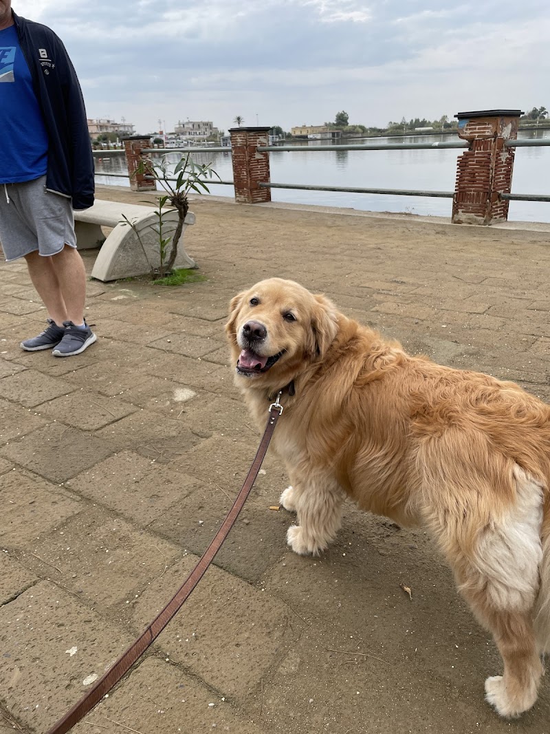 The Fairy Dogmother — photo 2