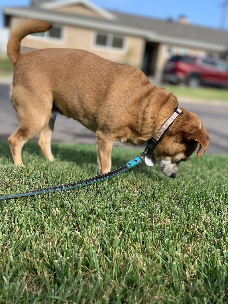 The Fairy Dogmother — photo 3
