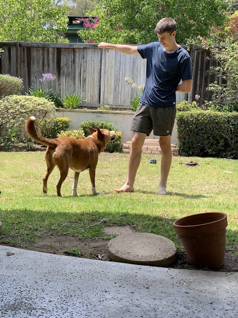 The Fairy Dogmother — photo 4