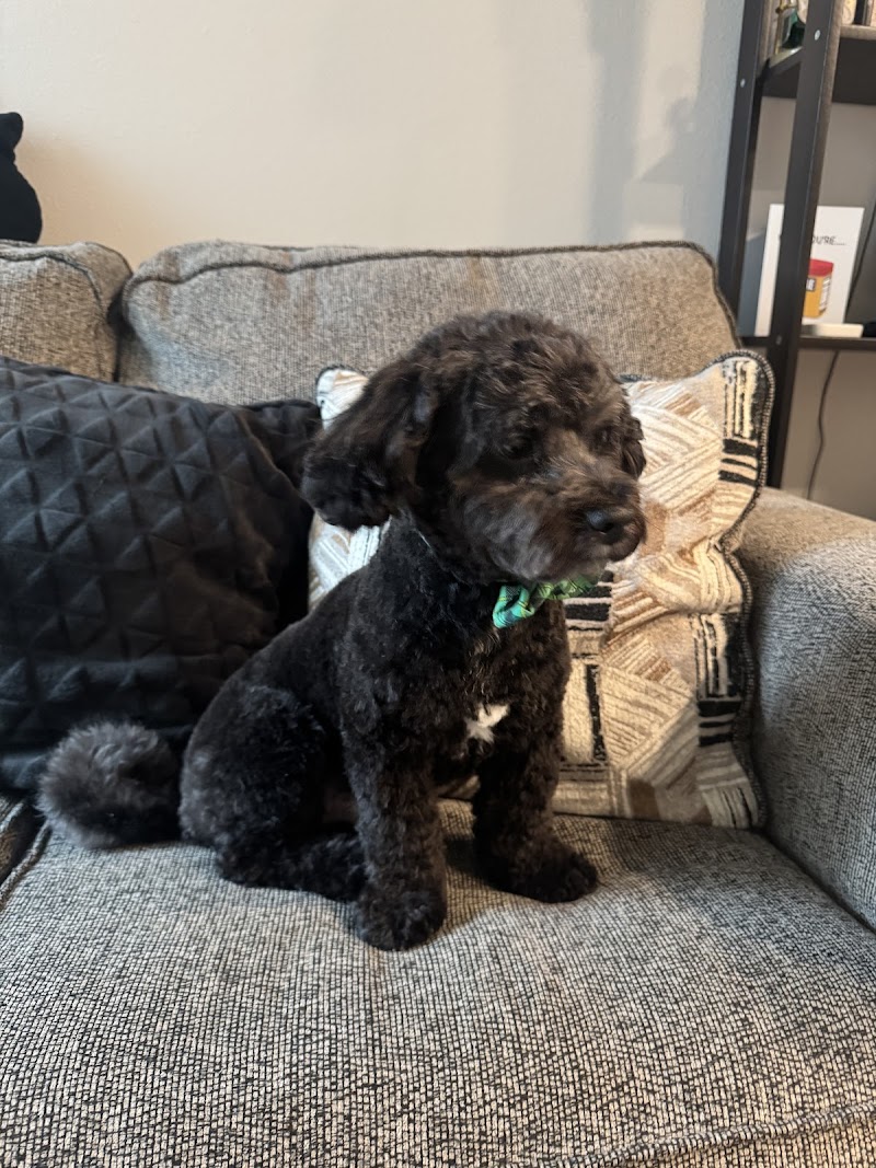 Preferred By Pets — photo 3