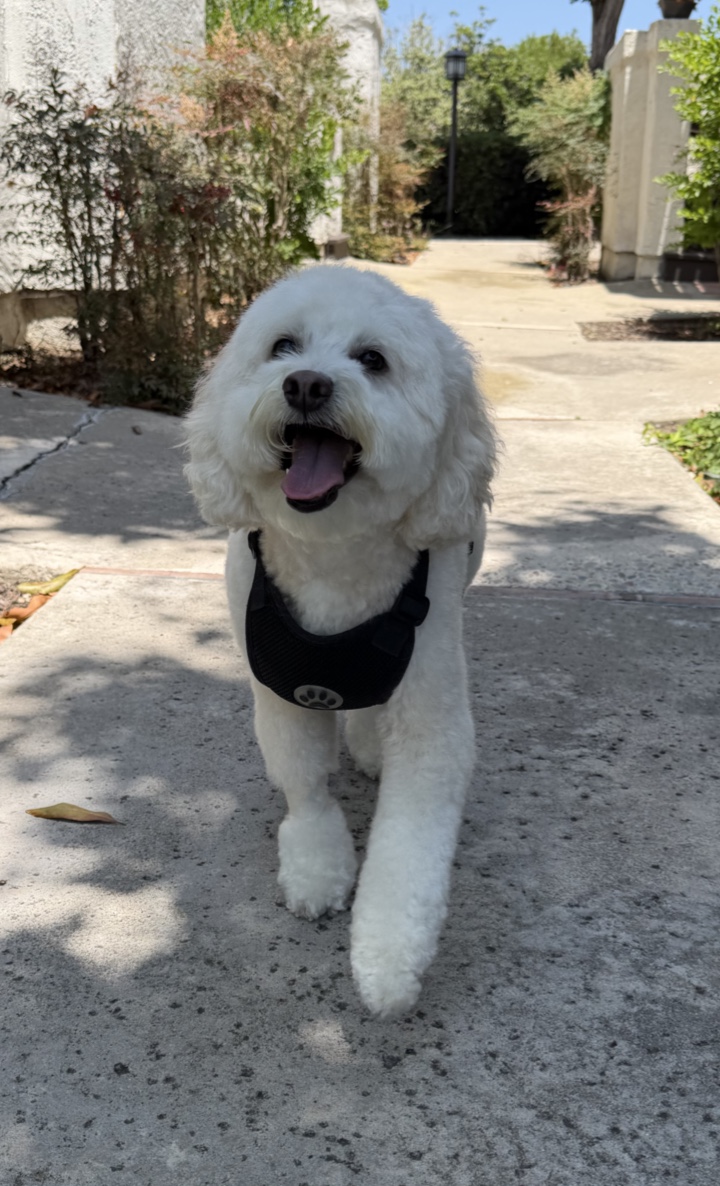 Preferred By Pets — photo 5