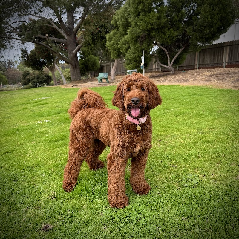 San Diego Pet Mobile Grooming — photo 2