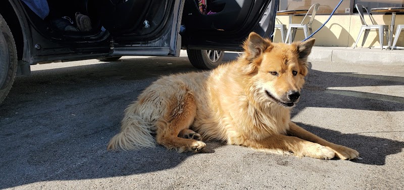 San Diego Pet Mobile Grooming — photo 3