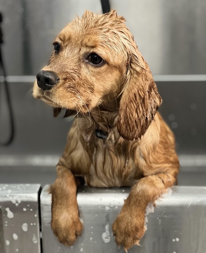 Groomer19 & Friends Pet Salon — photo 1