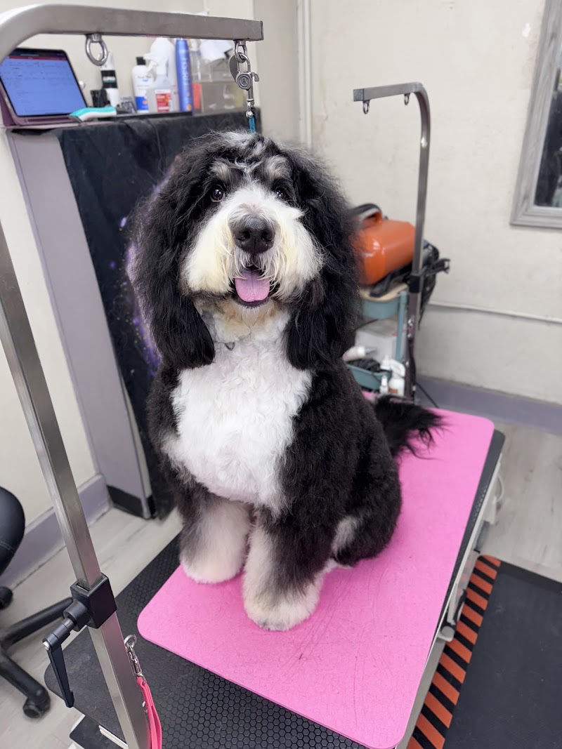 Groomer19 & Friends Pet Salon — photo 2