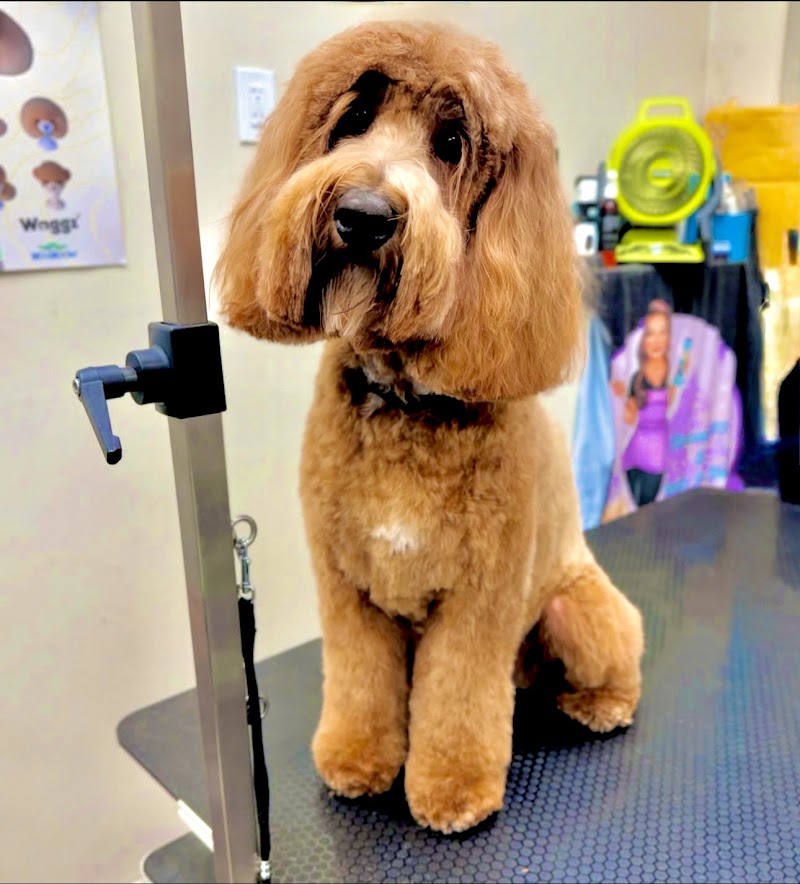 Groomer19 & Friends Pet Salon — photo 3