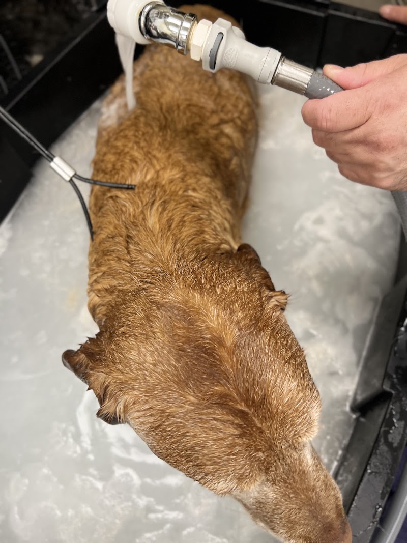 Groomer19 & Friends Pet Salon — photo 4