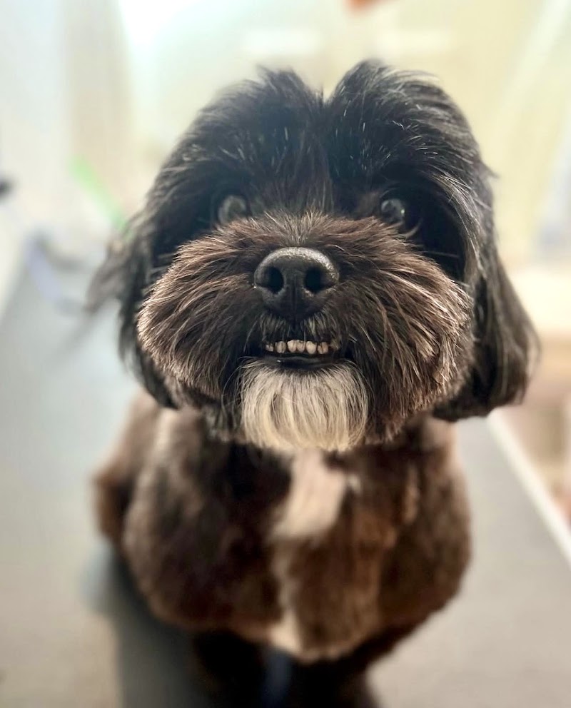 Groomer19 & Friends Pet Salon — photo 5