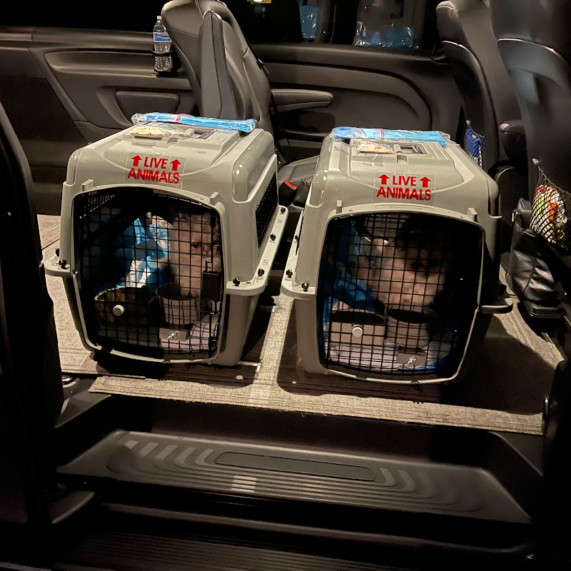 San Diego Pet Driver — photo 3