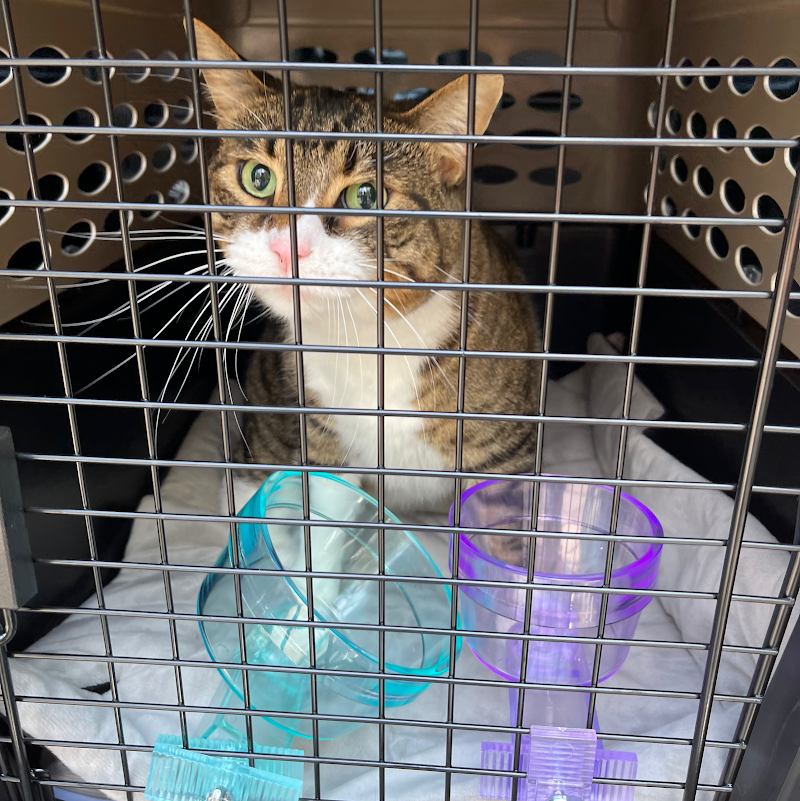 San Diego Pet Driver — photo 4