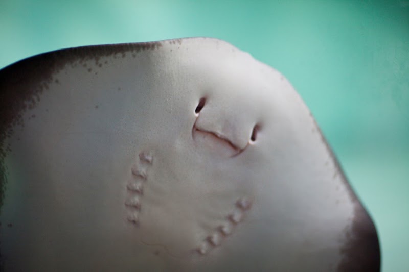 Ray Aquarium — photo 1