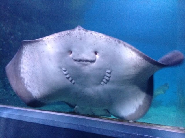 Ray Aquarium — photo 2