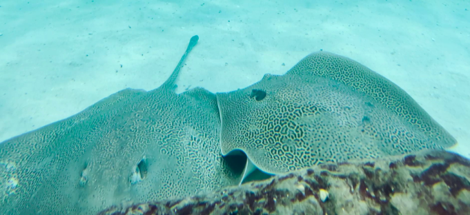 Ray Aquarium — photo 3