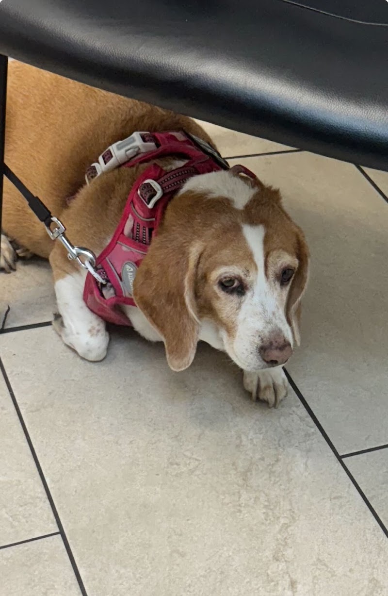 Our Pet Vets — photo 2