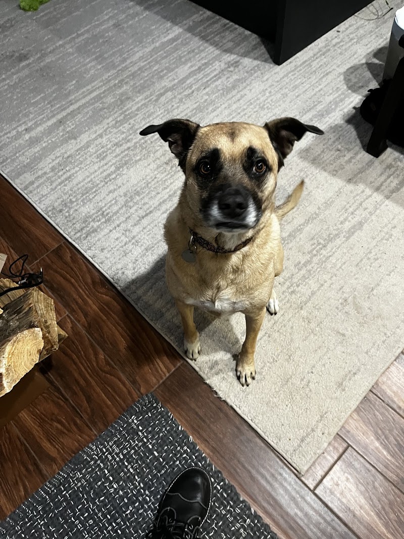 Our Pet Vets — photo 4