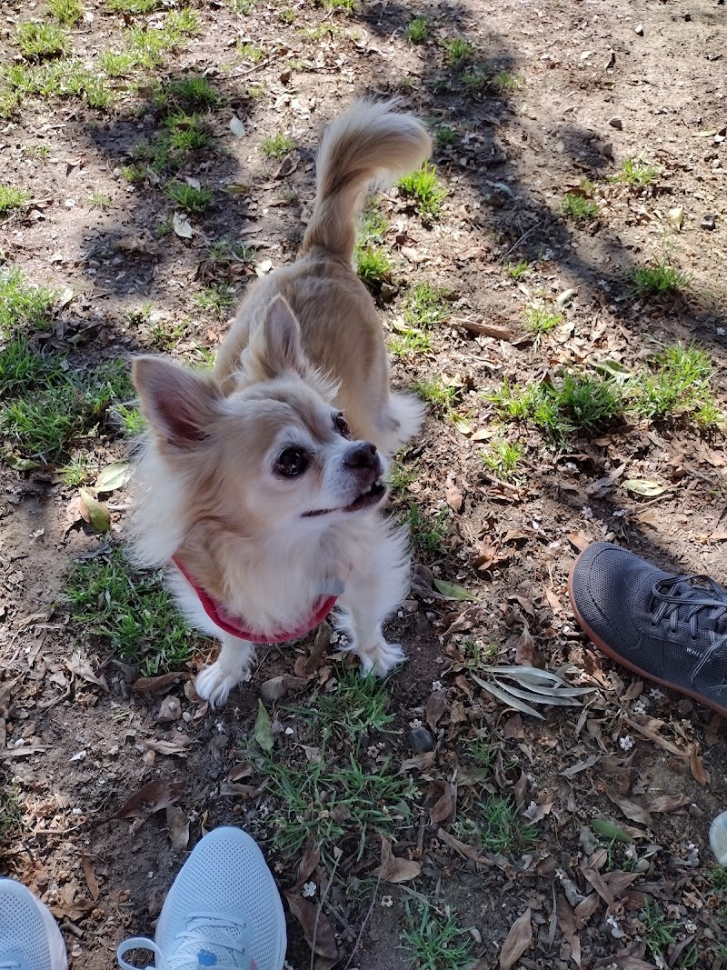 My Dog Park — photo 3