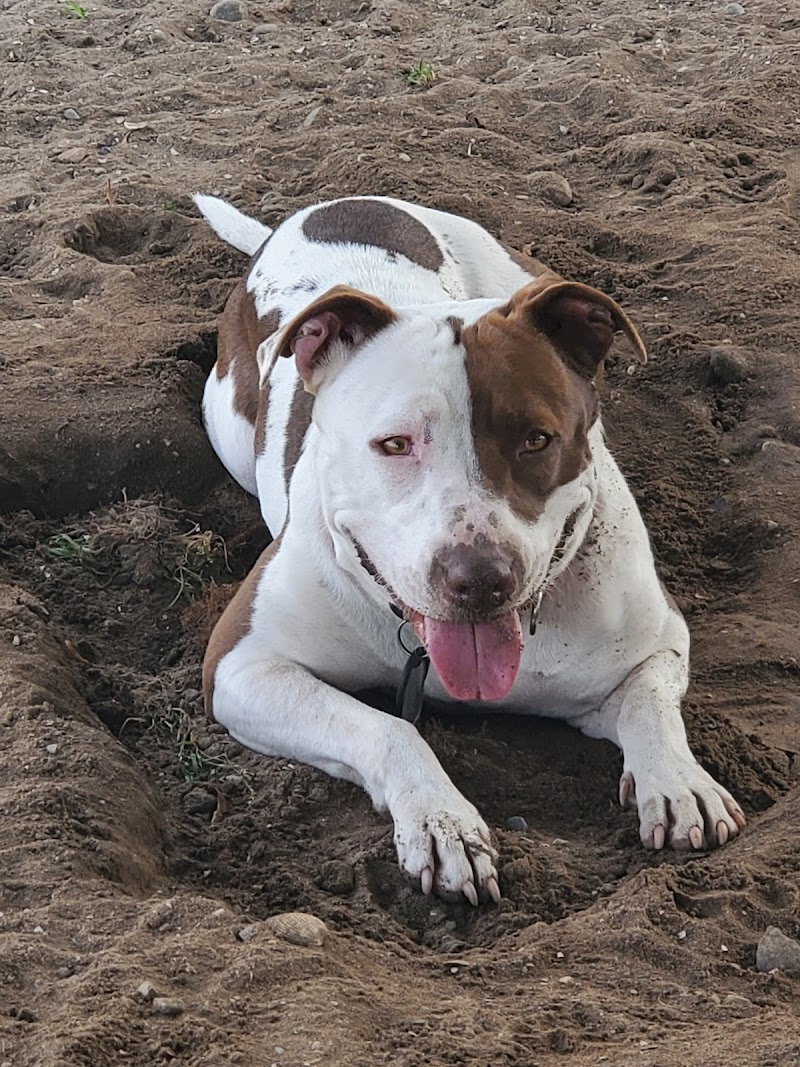 My Dog Park — photo 4