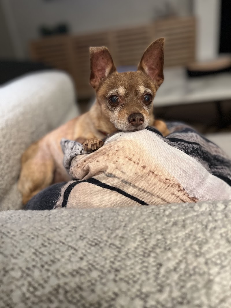Home Sweet Home Veterinary Housecalls — photo 4