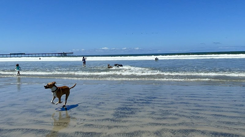 Dog Beach — photo 4