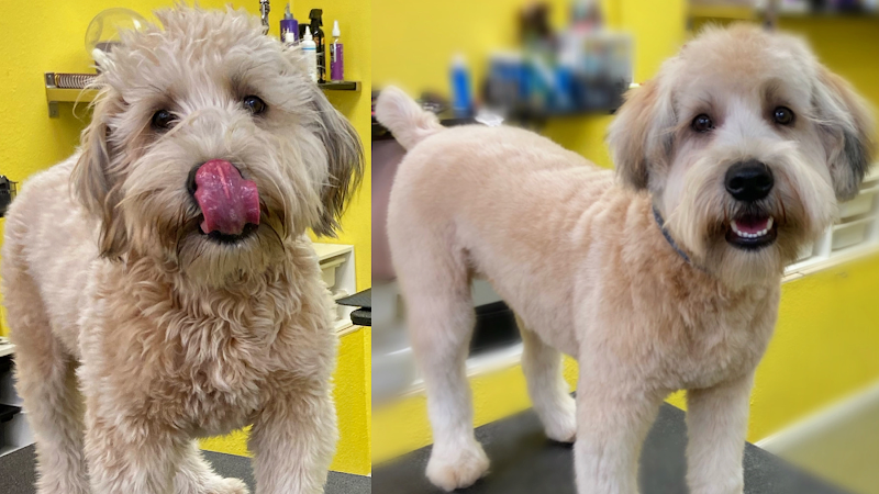 Diego Dogs Grooming — photo 1
