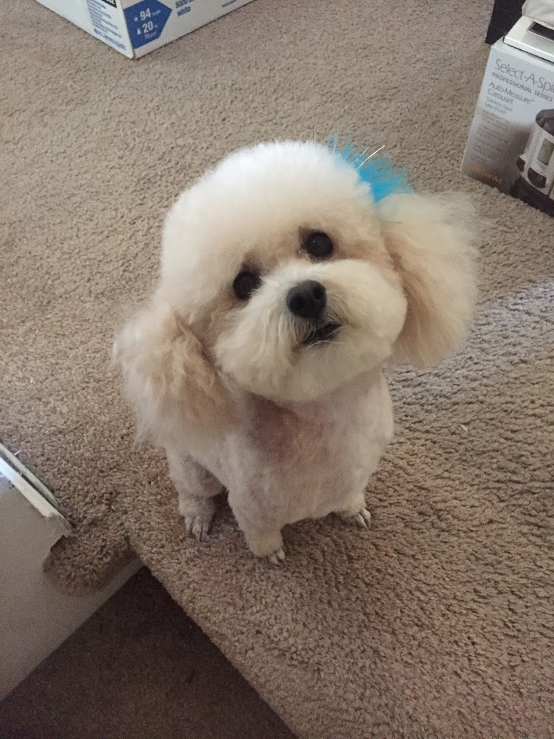 Diego Dogs Grooming — photo 2