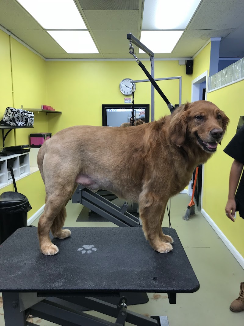 Diego Dogs Grooming — photo 3