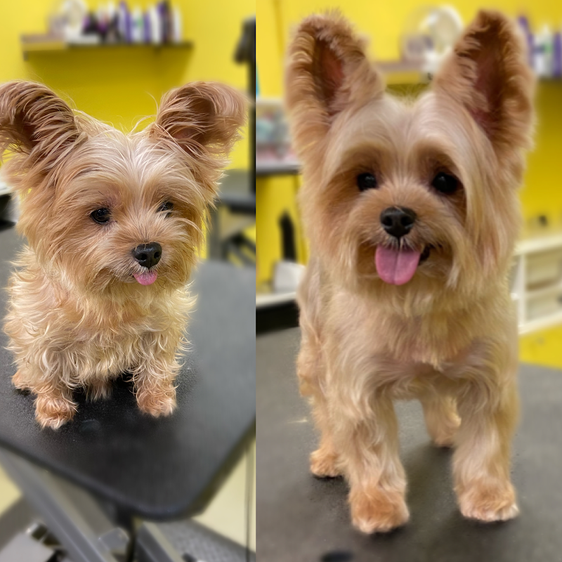 Diego Dogs Grooming — photo 4
